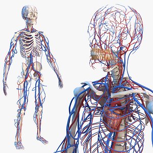3D male skeleton cardiovascular model