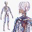Scheletro maschile e sistema cardiovascolare