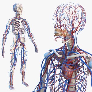 Male Skeleton and Cardiovascular System