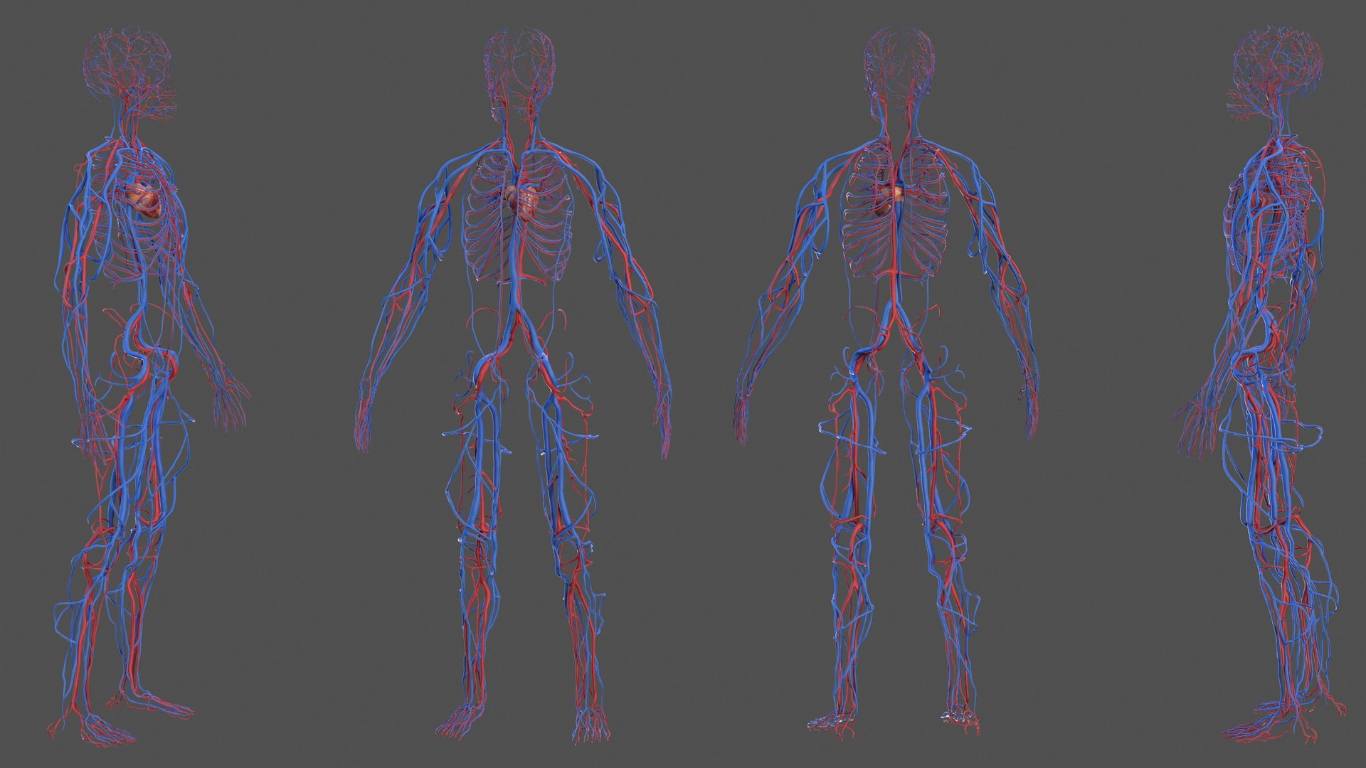 3D male skeleton cardiovascular model https://p.turbosquid.com/ts-thumb/Dc/klAjYl/iGkNCgsA/maleskeletonandcardiovascularsystemc4dmodel040/jpg/1574796413/1920x1080/fit_q87/0308e862f4b861c6ff64427ed88e3ac194c178a9/maleskeletonandcardiovascularsystemc4dmodel040.jpg