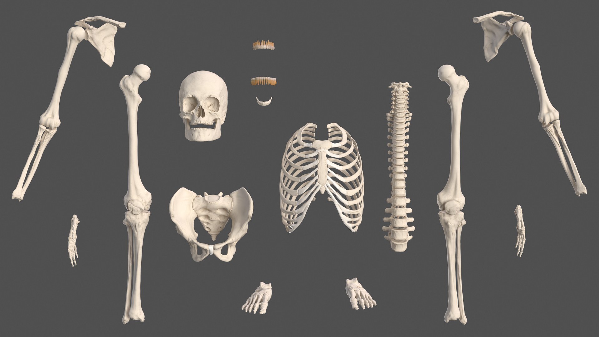 3D male skeleton cardiovascular model https://p.turbosquid.com/ts-thumb/Dc/klAjYl/jIOyvLs0/maleskeletonandcardiovascularsystemc4dmodel020/jpg/1574796303/1920x1080/fit_q87/1f8dc0866c5e54aa6a81d2b83ed544339092e4a7/maleskeletonandcardiovascularsystemc4dmodel020.jpg