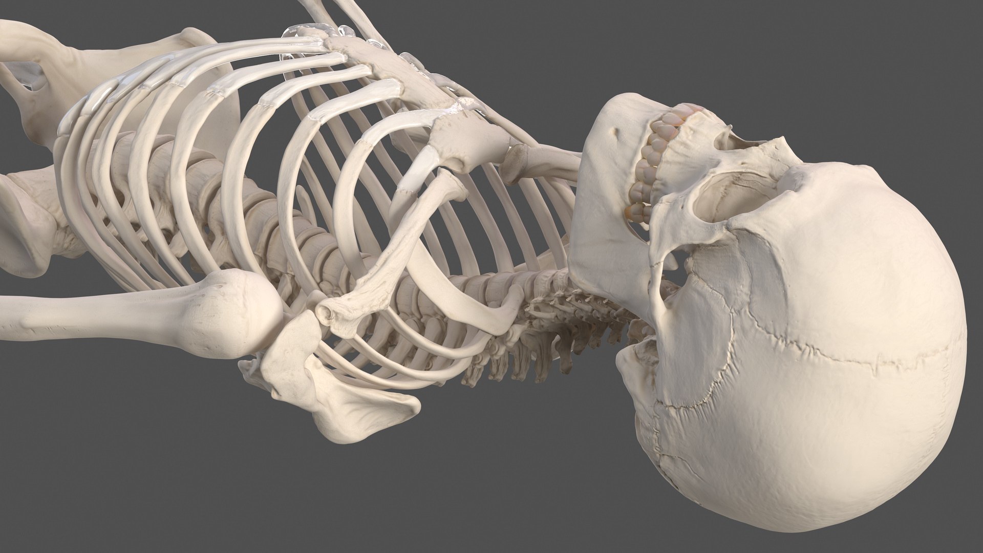 3D male skeleton cardiovascular model https://p.turbosquid.com/ts-thumb/Dc/klAjYl/jnJ0EVB9/maleskeletonandcardiovascularsystemc4dmodel035/jpg/1574796385/1920x1080/fit_q87/23d2134a5b038c9d82a24075956698a6a7e27e17/maleskeletonandcardiovascularsystemc4dmodel035.jpg