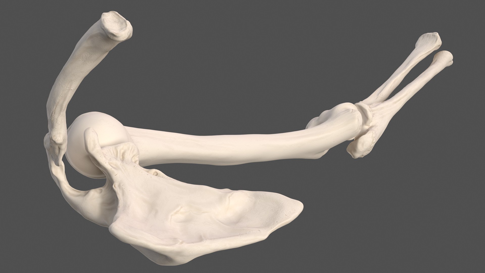 3D male skeleton cardiovascular model https://p.turbosquid.com/ts-thumb/Dc/klAjYl/l4miv2a1/maleskeletonandcardiovascularsystemc4dmodel032/jpg/1574796369/1920x1080/fit_q87/792e46805828cdec3ed089d5cdf830321cdc3ca4/maleskeletonandcardiovascularsystemc4dmodel032.jpg