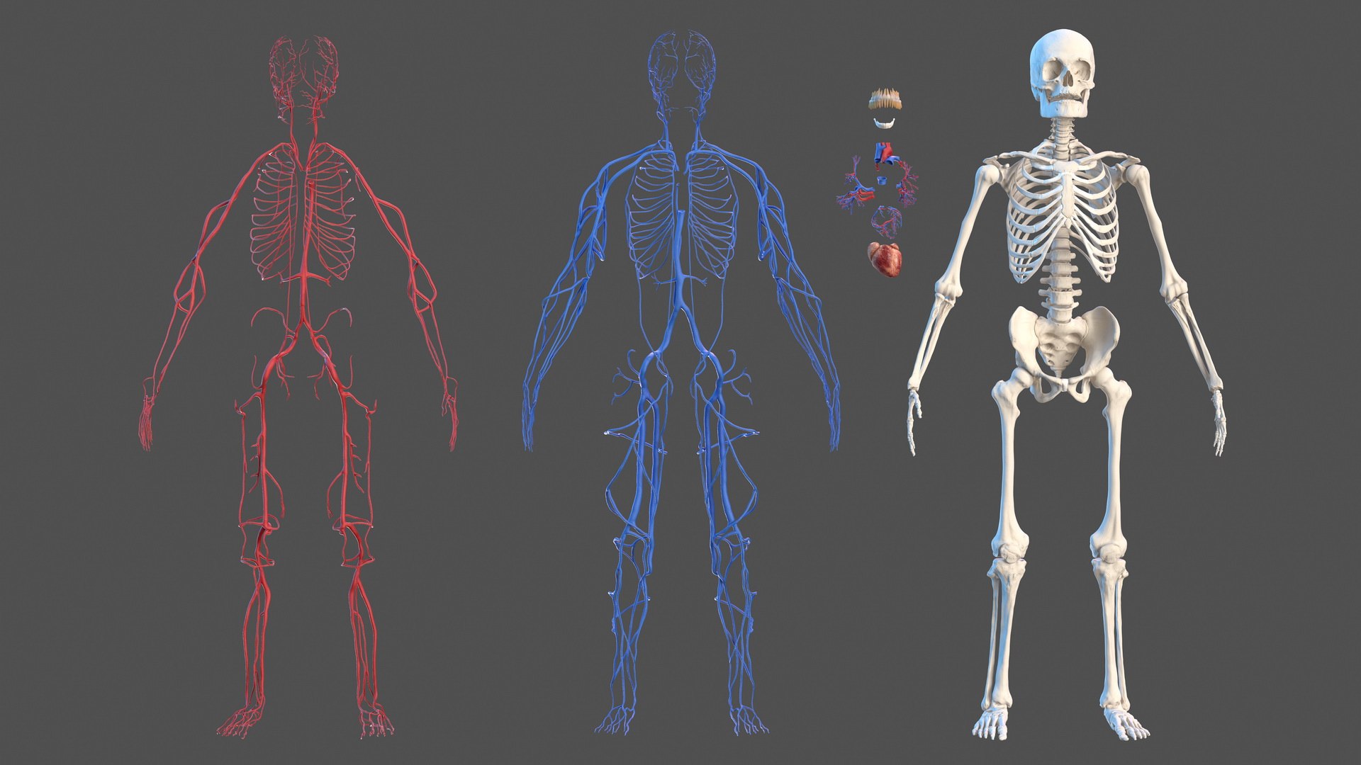 3D male skeleton cardiovascular model https://p.turbosquid.com/ts-thumb/Dc/klAjYl/mJ9NyfN8/maleskeletonandcardiovascularsystemc4dmodel002/jpg/1574796200/1920x1080/fit_q87/a64fc7327a55b715c254c196f01e2c9ff8a9c21f/maleskeletonandcardiovascularsystemc4dmodel002.jpg