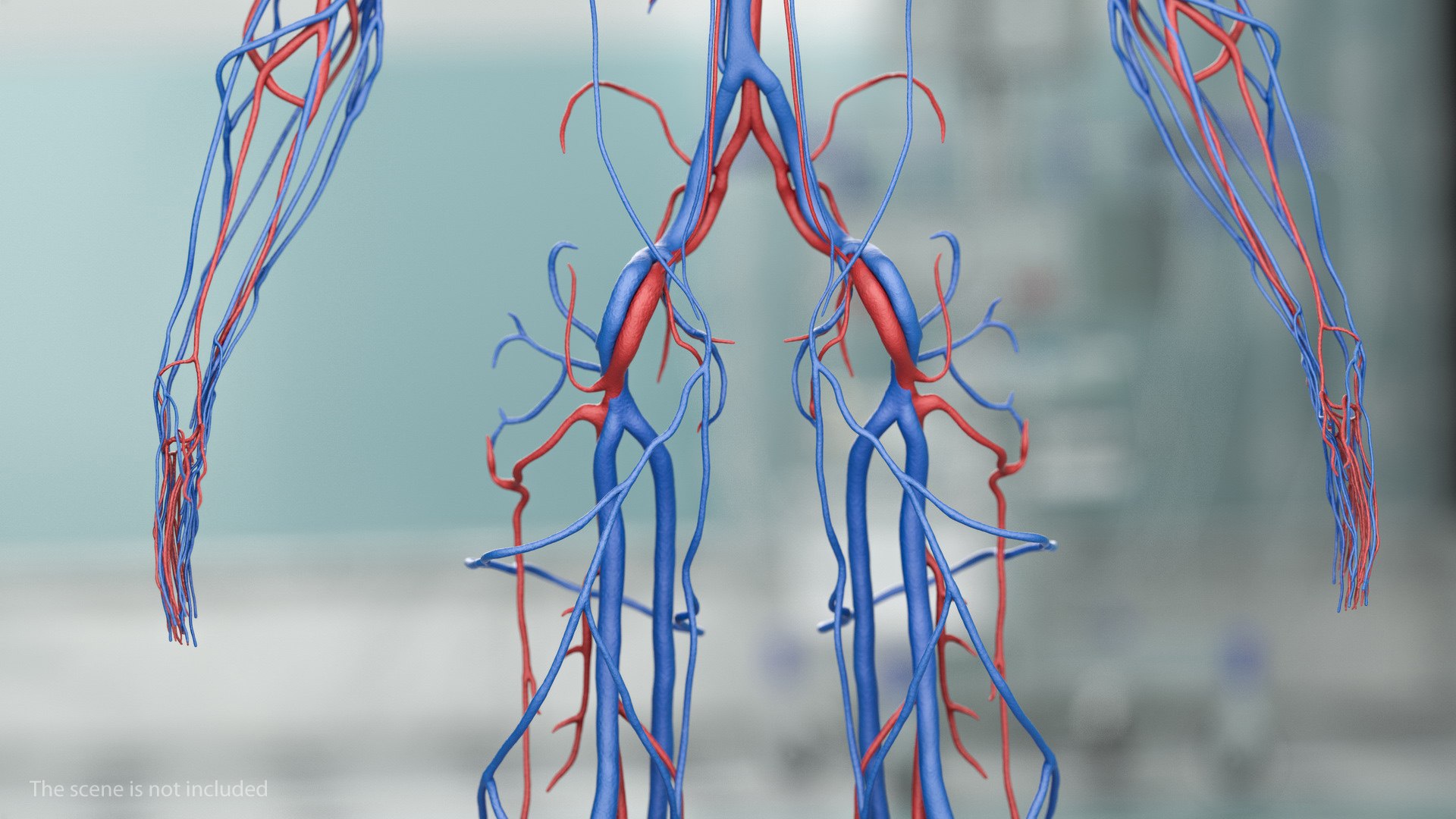 3D male skeleton cardiovascular model https://p.turbosquid.com/ts-thumb/Dc/klAjYl/mQnoC5Ql/maleskeletonandcardiovascularsystemc4dmodel039/jpg/1574796408/1920x1080/fit_q87/2a444f6bad6bbfb845e8dfce8ead7502a731bbc9/maleskeletonandcardiovascularsystemc4dmodel039.jpg
