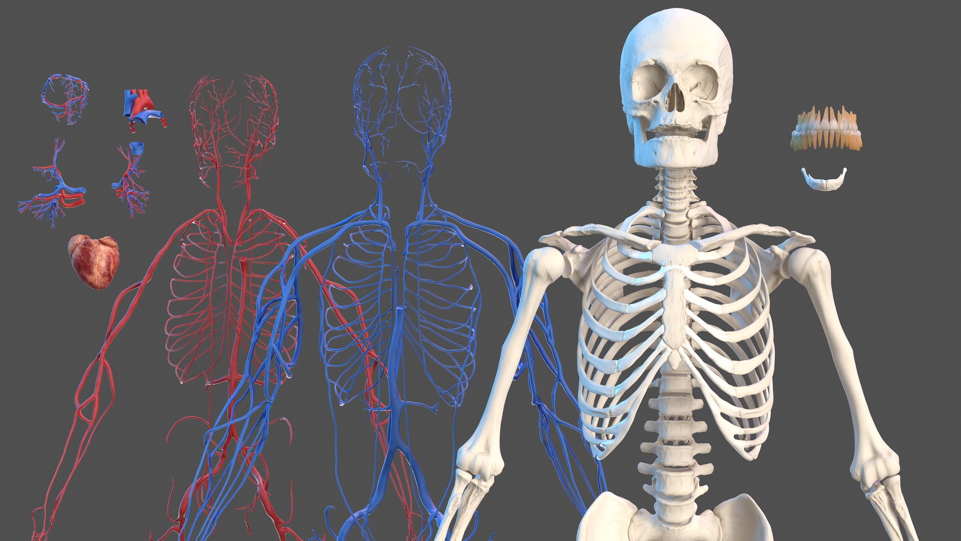 3D male skeleton cardiovascular model https://p.turbosquid.com/ts-thumb/Dc/klAjYl/mvNfbF01/maleskeletonandcardiovascularsystemc4dmodel003/jpg/1574796205/1920x1080/fit_q87/728b78c53ae2141906d65ff3b9104bb33a4e7783/maleskeletonandcardiovascularsystemc4dmodel003.jpg