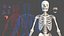Scheletro maschile e sistema cardiovascolare
