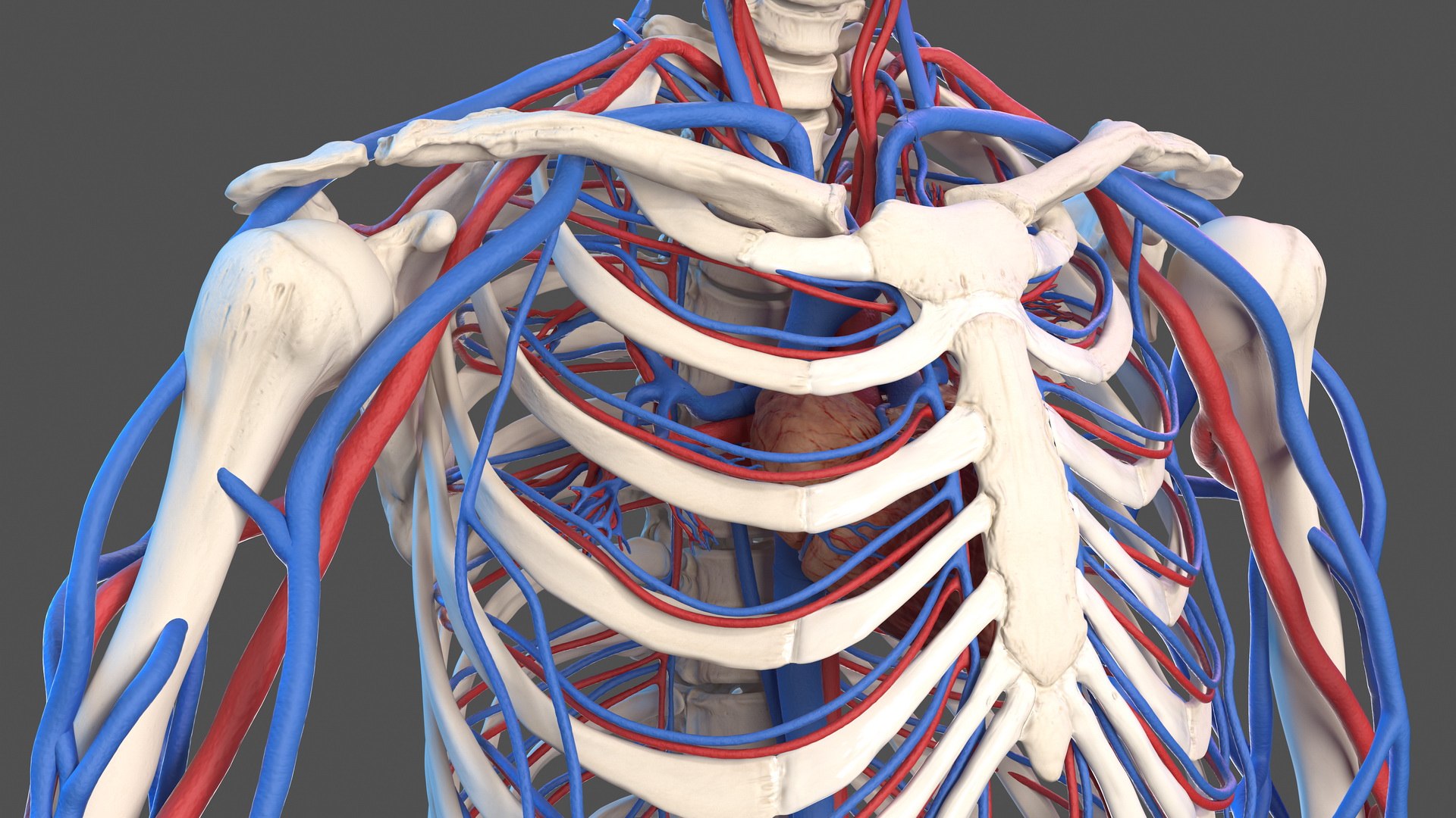 3D male skeleton cardiovascular model https://p.turbosquid.com/ts-thumb/Dc/klAjYl/raqm7dK6/maleskeletonandcardiovascularsystemc4dmodel014/jpg/1574796271/1920x1080/fit_q87/3807b887fe4900dc5d6ecbb6a07d137306a08543/maleskeletonandcardiovascularsystemc4dmodel014.jpg