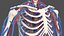 Scheletro maschile e sistema cardiovascolare