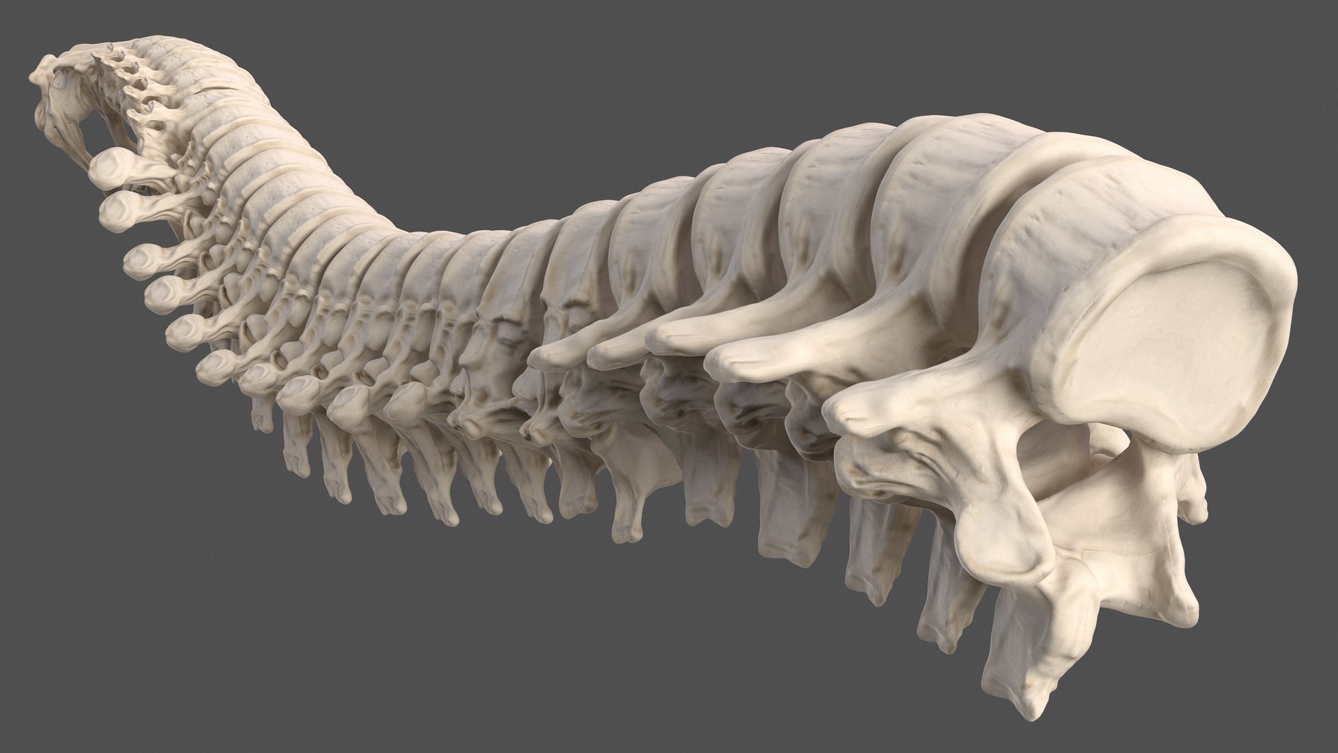 3D male skeleton cardiovascular model https://p.turbosquid.com/ts-thumb/Dc/klAjYl/uo6HkpNp/maleskeletonandcardiovascularsystemc4dmodel033/jpg/1574796375/1920x1080/fit_q87/06c95eb7a7a7935402ce2cdb0229d23fb20f4402/maleskeletonandcardiovascularsystemc4dmodel033.jpg