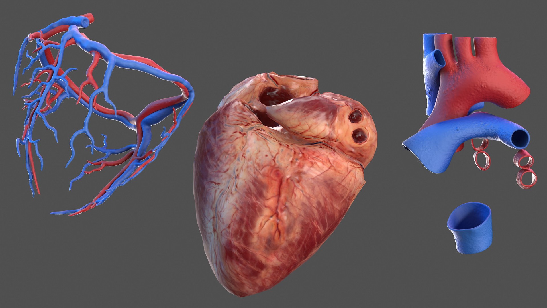 3D male skeleton cardiovascular model https://p.turbosquid.com/ts-thumb/Dc/klAjYl/vnP970CH/maleskeletonandcardiovascularsystemc4dmodel007/jpg/1574796229/1920x1080/fit_q87/0f38014316d304a303264a81c6cc4cd54aca0c8f/maleskeletonandcardiovascularsystemc4dmodel007.jpg