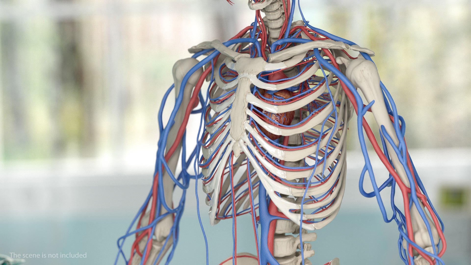 3D male skeleton cardiovascular model https://p.turbosquid.com/ts-thumb/Dc/klAjYl/yQ4vK7C8/maleskeletonandcardiovascularsystemc4dmodel010/jpg/1574796247/1920x1080/fit_q87/ce4d1c058ce3e55ef43c4461f970027a30b5d8bb/maleskeletonandcardiovascularsystemc4dmodel010.jpg