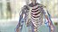 Scheletro maschile e sistema cardiovascolare