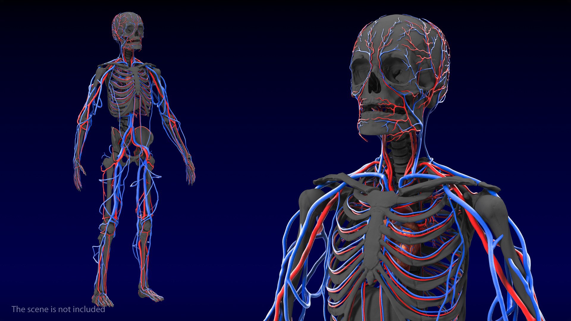 3D male skeleton cardiovascular model https://p.turbosquid.com/ts-thumb/Dc/klAjYl/yhx9B1on/maleskeletonandcardiovascularsystemc4dmodel012/jpg/1574796260/1920x1080/fit_q87/bdaec6f954169ab4e801f5e5409947ff27598a1a/maleskeletonandcardiovascularsystemc4dmodel012.jpg