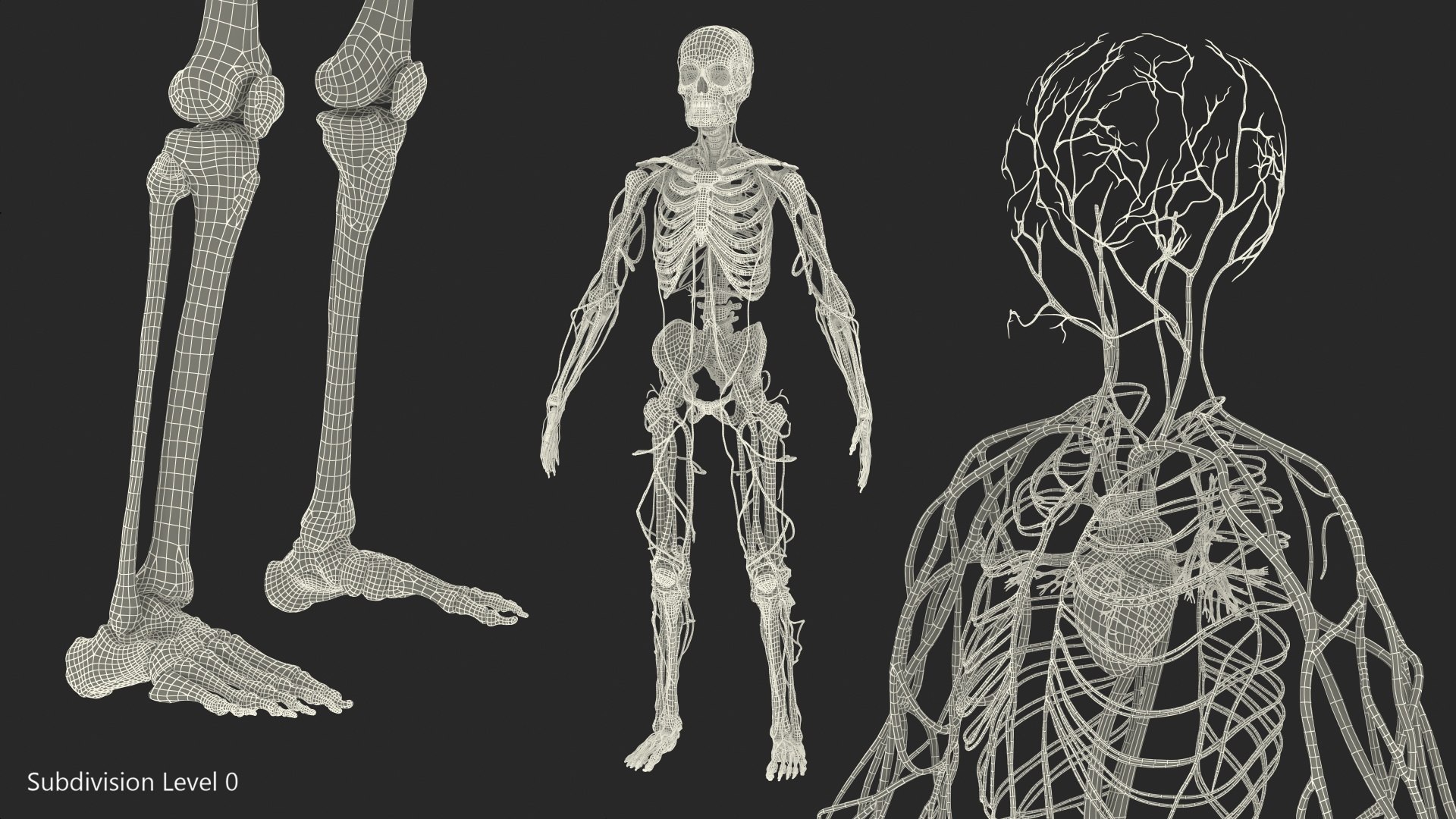 3D male skeleton cardiovascular model https://p.turbosquid.com/ts-thumb/Dc/klAjYl/zYPrUhzz/maleskeletonandcardiovascularsystemc4dmodel045/jpg/1574796445/1920x1080/fit_q87/6dc8de26167521506ee0a1e1190376e0eb581869/maleskeletonandcardiovascularsystemc4dmodel045.jpg