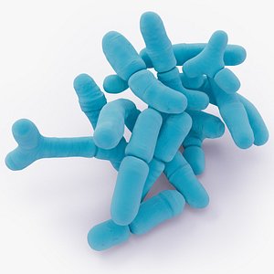 Bifidobacterium model