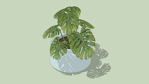 3D Swiss Cheese Plant