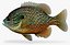 lepomis megalotis longear sunfish 3d ma