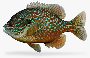 Lepomis megalotis Longear Sunfish