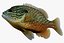 lepomis megalotis longear sunfish 3d ma