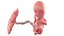 Fetus Anatomy Week 12 Static