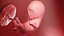 Fetus Anatomy Week 12 Static