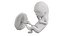 Fetus Anatomy Week 12 Static