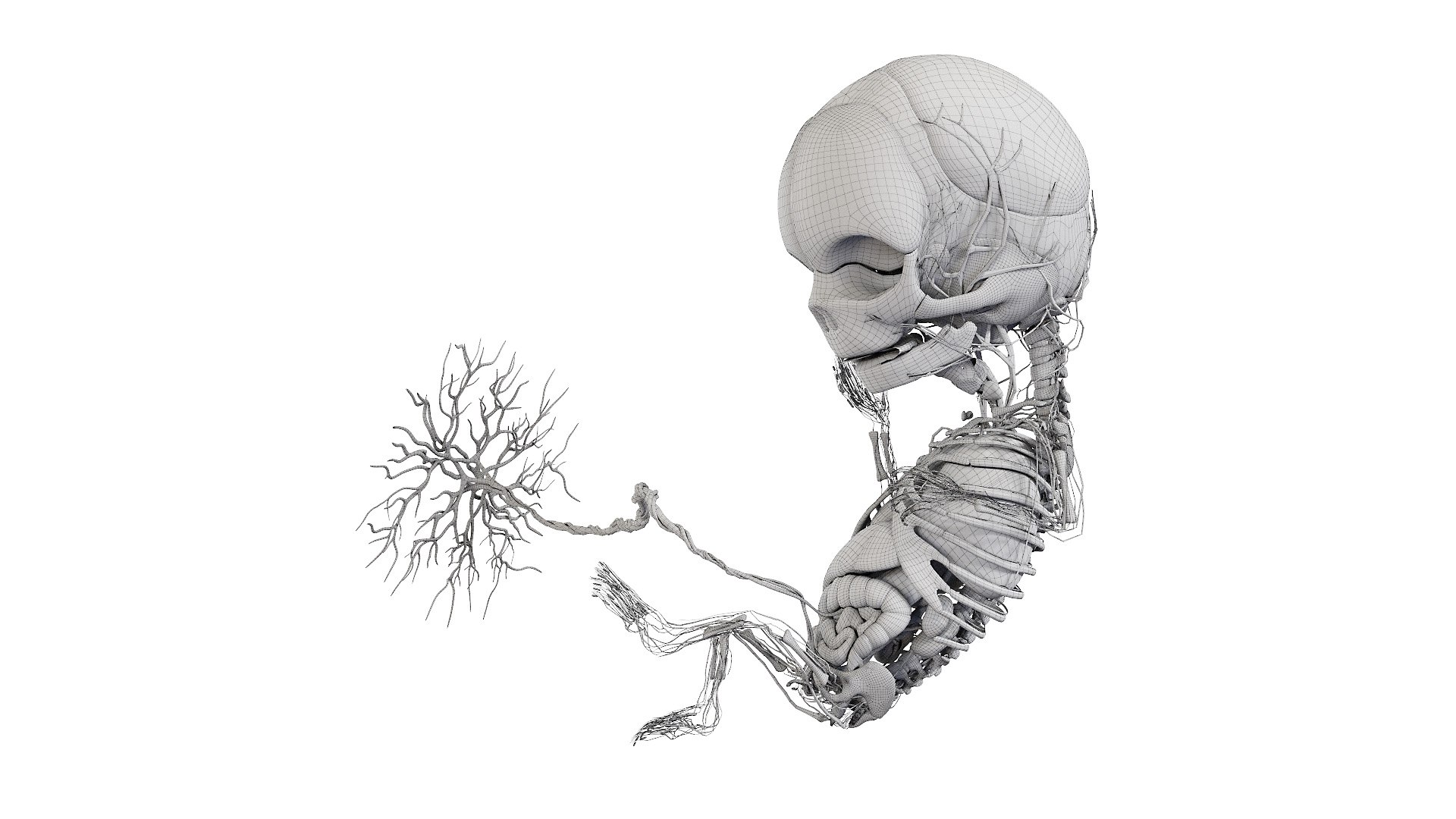 Fetus Anatomy Week 12 Static model https://p.turbosquid.com/ts-thumb/Dc/zmbwPv/JQ/fetus_week12f_anatomy_wire0000/jpg/1636575556/1920x1080/fit_q87/d33f3ff34020a93dc428ea7e4a0bd64cff840817/fetus_week12f_anatomy_wire0000.jpg