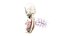 Fetus Anatomy Week 12 Static
