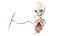 Fetus Anatomy Week 12 Static