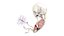 Fetus Anatomy Week 12 Static