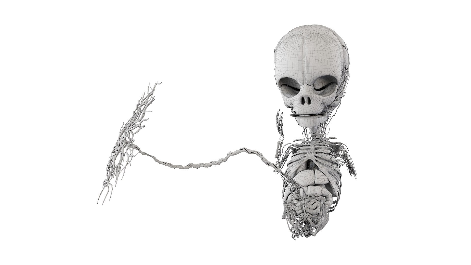 Fetus Anatomy Week 12 Static model https://p.turbosquid.com/ts-thumb/Dc/zmbwPv/vS/fetus_week12f_anatomy_wire0001/jpg/1636575555/1920x1080/fit_q87/514601bcc3691c37df0b1ee0c814ead8e95332f6/fetus_week12f_anatomy_wire0001.jpg