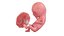 Fetus Anatomy Week 12 Static