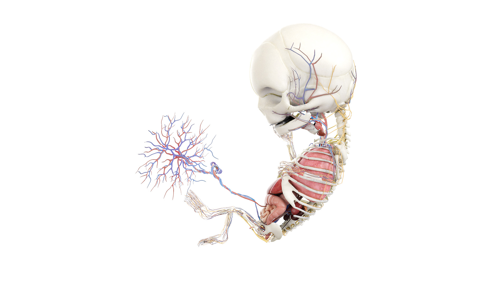 Fetus Anatomy Week 12 Static model https://p.turbosquid.com/ts-thumb/Dc/zmbwPv/xU/fetus_week12f_anatomy_turntable/jpg/1636573585/1920x1080/turn_fit_q99/d1f8e3c0d677d5be450247e20f119f074bb5ea53/fetus_week12f_anatomy_turntable-1.jpg
