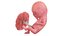 Fetus Anatomy Week 12 Static