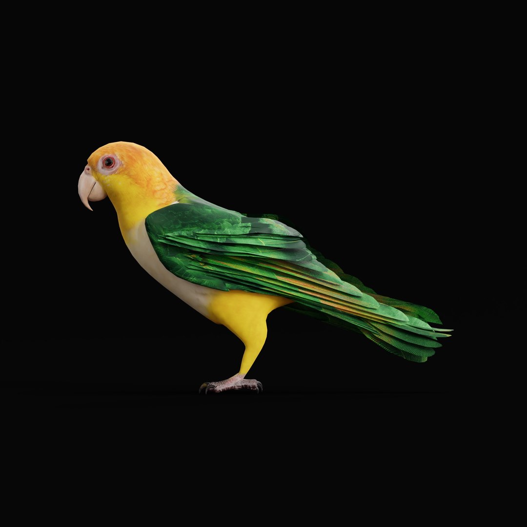 3D Yellow Thighed Parrot Bird https://p.turbosquid.com/ts-thumb/Dd/C7Qcz5/6e/yellowthighedparrotbirdao_0006/jpg/1750108256/1920x1080/fit_q87/570aedd980e88ec77dc958cba5c17b522bad06bb/yellowthighedparrotbirdao_0006.jpg