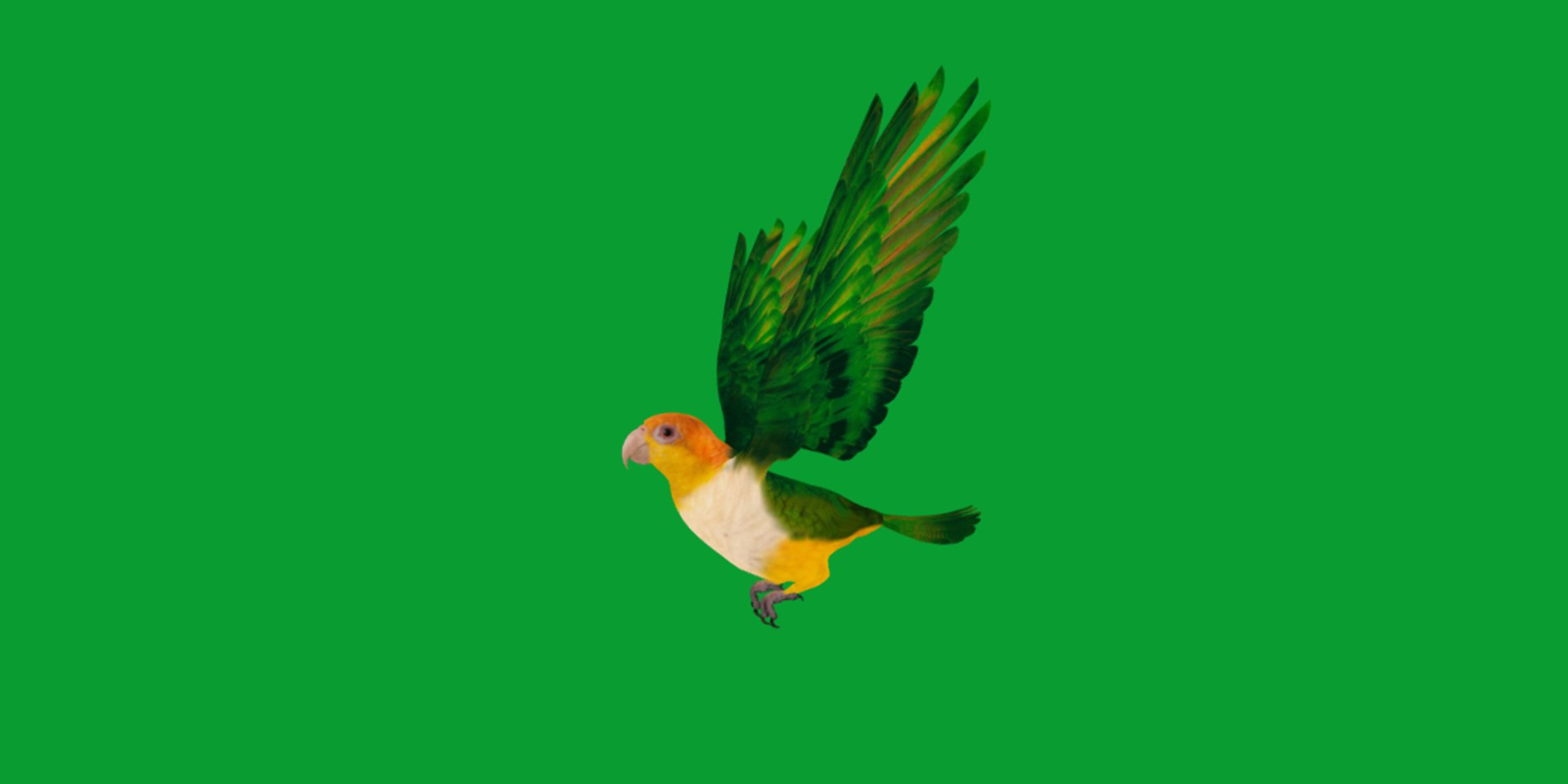 3D Yellow Thighed Parrot Bird https://p.turbosquid.com/ts-thumb/Dd/C7Qcz5/8I/yellow_thighed_parrots34/png/1750108248/1920x1080/fit_q87/77c870b46338bc5f71a45aba1a4127334dc7b96f/yellow_thighed_parrots34.jpg
