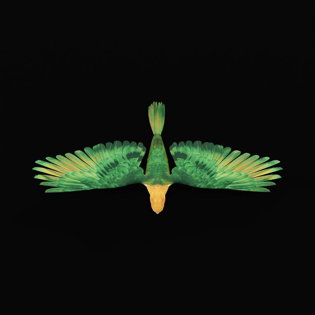 3D Yellow Thighed Parrot Bird https://p.turbosquid.com/ts-thumb/Dd/C7Qcz5/IO/yellowthighedparrotbirdao/jpg/1750108251/1920x1080/fit_q87/a155ff9cd2a8b12fe23a5caa9a267216e8f4cf1a/yellowthighedparrotbirdao.jpg