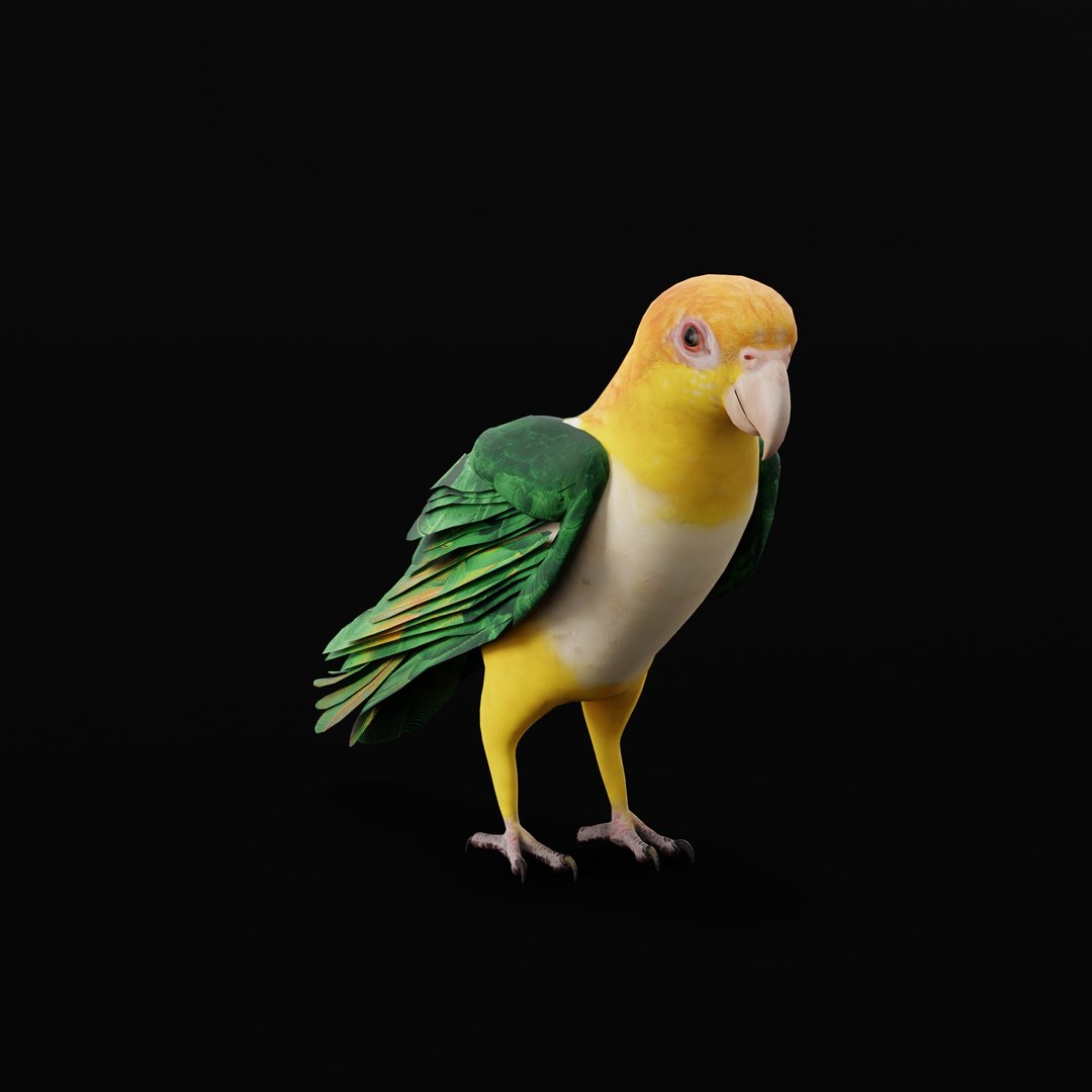 3D Yellow Thighed Parrot Bird https://p.turbosquid.com/ts-thumb/Dd/C7Qcz5/L3/yellowthighedparrotbirdao_0004/jpg/1750108255/1920x1080/fit_q87/b7dd9e34bb3540562d8f5894f6f16f57eedeff8c/yellowthighedparrotbirdao_0004.jpg