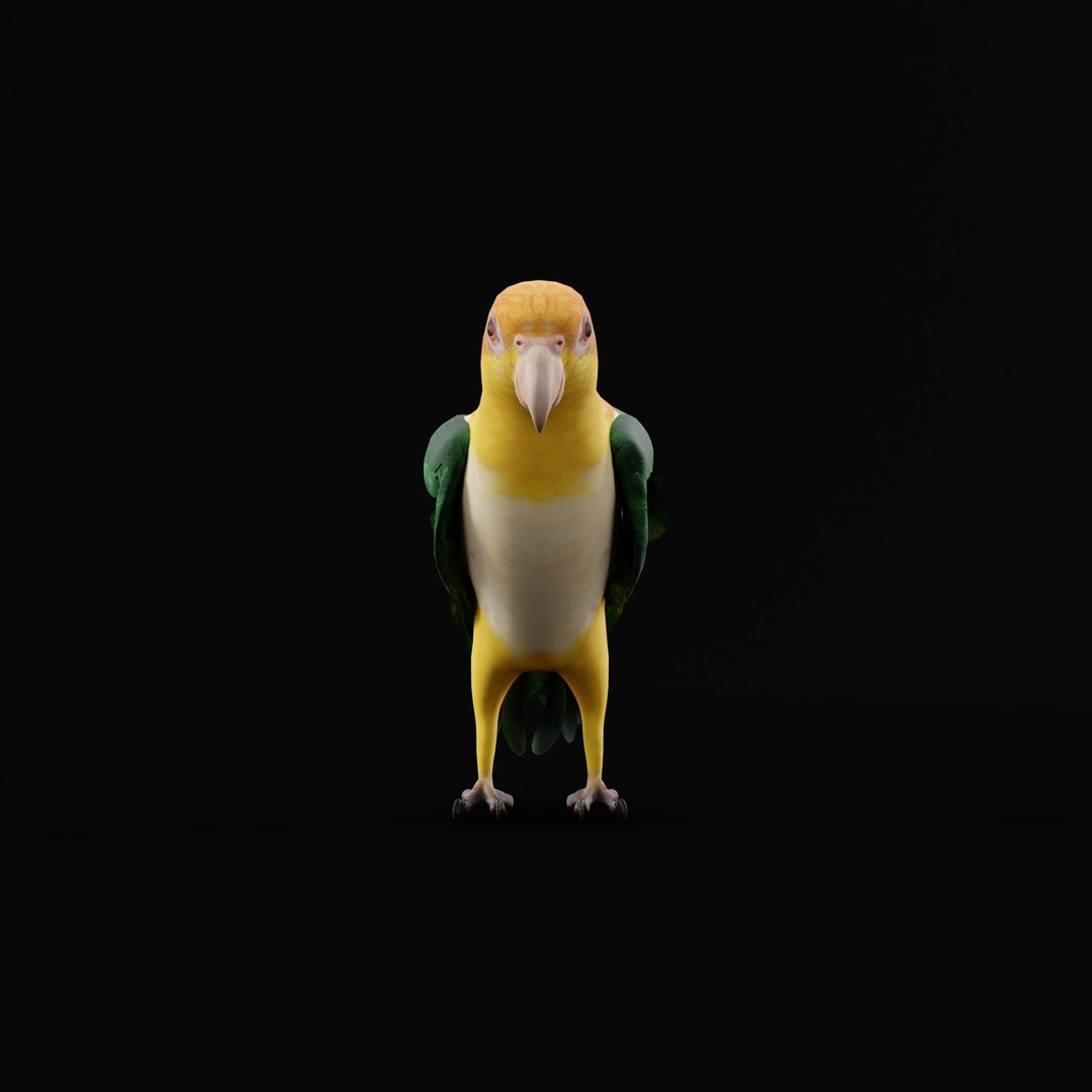 3D Yellow Thighed Parrot Bird https://p.turbosquid.com/ts-thumb/Dd/C7Qcz5/Of/yellowthighedparrotbirdao_0005/jpg/1750108256/1920x1080/fit_q87/7347737241422b141a49a5528216b4308cc7e801/yellowthighedparrotbirdao_0005.jpg