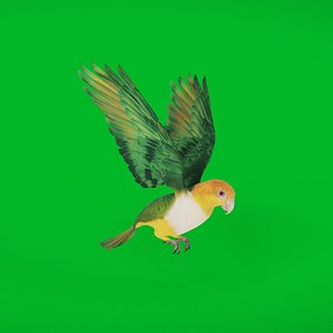 Yellow Thighed Parrot Bird