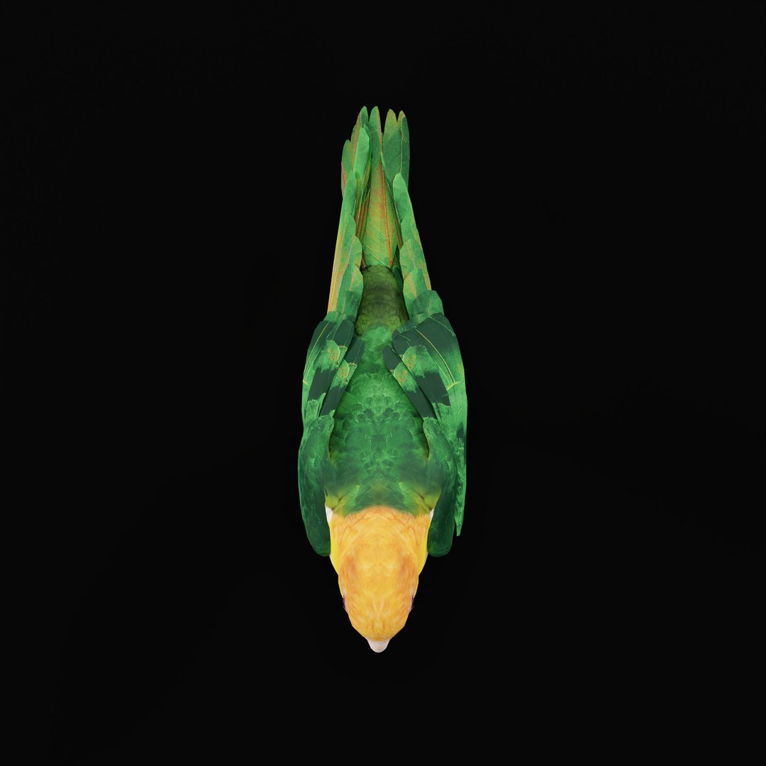 3D Yellow Thighed Parrot Bird https://p.turbosquid.com/ts-thumb/Dd/C7Qcz5/RX/yellowthighedparrotbirdao_0007/jpg/1750108257/1920x1080/fit_q87/3a2a9ff5fd0a147f38028573846e9e00803c81c7/yellowthighedparrotbirdao_0007.jpg