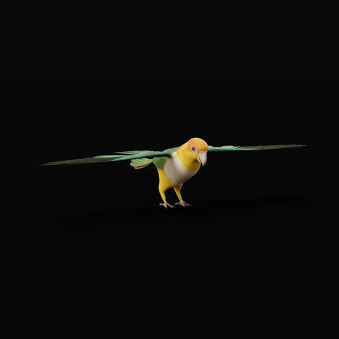 3D Yellow Thighed Parrot Bird https://p.turbosquid.com/ts-thumb/Dd/C7Qcz5/VU/yellowthighedparrotbirdao_0000/jpg/1750108251/1920x1080/fit_q87/5d495b6a110d6515ec79bd2ffcb35ea12c6d6fab/yellowthighedparrotbirdao_0000.jpg