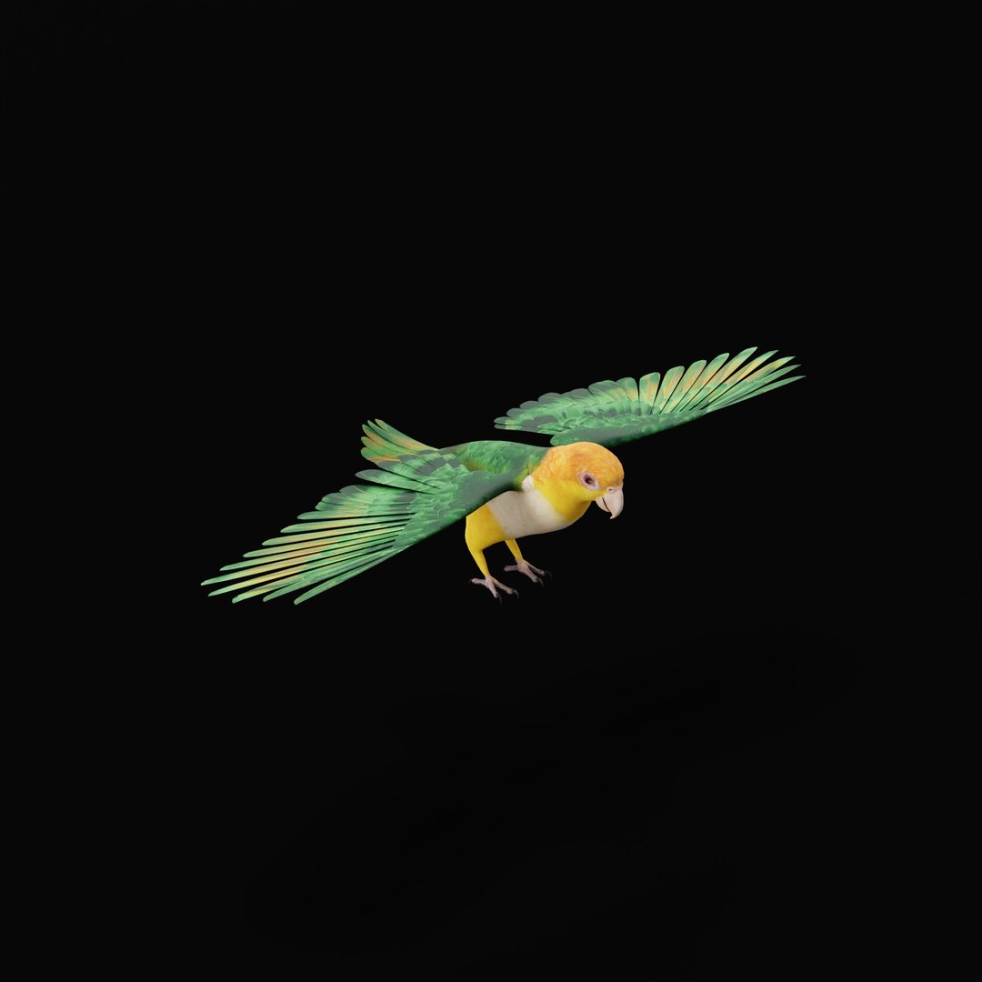 3D Yellow Thighed Parrot Bird https://p.turbosquid.com/ts-thumb/Dd/C7Qcz5/iZ/yellowthighedparrotbirdao_0002/jpg/1750108254/1920x1080/fit_q87/e65d104ab4dc818b9c5837d69299c455f3680018/yellowthighedparrotbirdao_0002.jpg