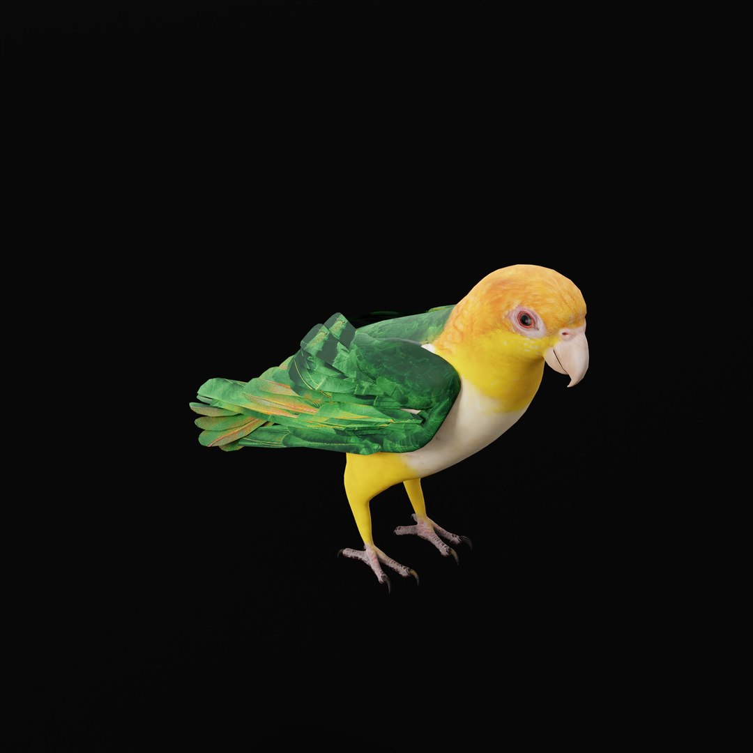 3D Yellow Thighed Parrot Bird https://p.turbosquid.com/ts-thumb/Dd/C7Qcz5/lp/yellowthighedparrotbirdao_0003/jpg/1750108254/1920x1080/fit_q87/e94817cd1a304e3265995fea524466e7859aff2c/yellowthighedparrotbirdao_0003.jpg