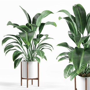 Plant
