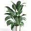 Plantar