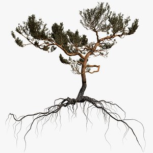 Pine Tree 7