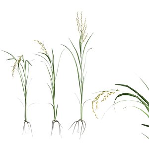 Green rice stalk 3D model