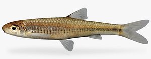 3d notropis hudsonius spottail shiner model
